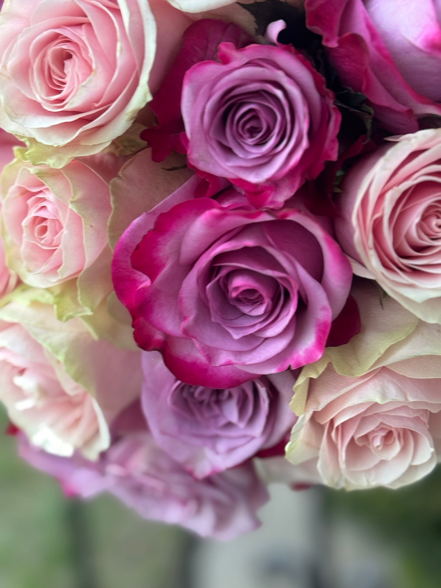Rosa